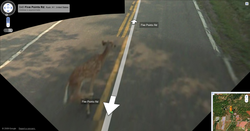 Illustration for article titled Google Deletes Photos Of Google Maps Car Hitting Non-Google Deer